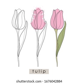 Isolated tulip on a white background. Pink tulip with leaf. Print, banner, label, poster, sticker, logo. Vector illustration.