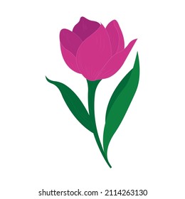 isolated tulip on white background Tulip for card