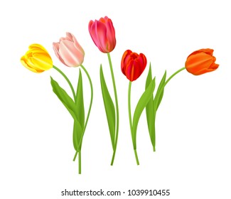 Isolated tulips flowers