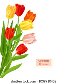 Isolated tulips flowers spring