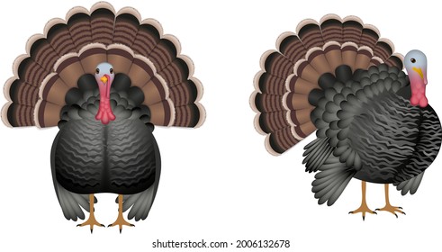 isolated turkey vector. front and side view. Thanksgiving day element