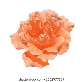 O Sol Toscano Isolado rosa (Rosa 'Sol Toscano') com pétalas vibrantes de laranja-pêssego sobre fundo branco. Perfeito para impressões botânicas, composições florais e elementos de design gráfico elegantes.