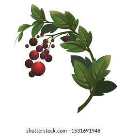 An isolated twig with berries. Vector branch with red berrie