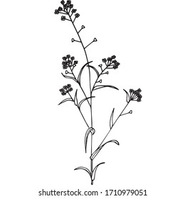 isolated twig. Delicate twigs with small flowers. Black floral rustic symbols on white hand drawing style