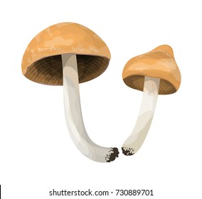 Isolated two honey fungus on white background.
