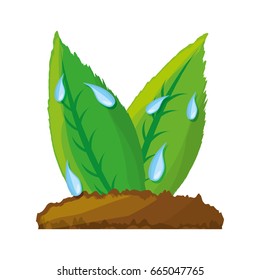 isolated two sheets tree