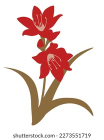 Ilustración de vectores de flores de Vallota aislada
