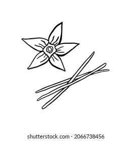 Isolated vanilla flower and sticks on white background in doodle technique for decoration design. Vector illustration