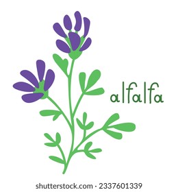 Isolated vector alfalfa flower illustration