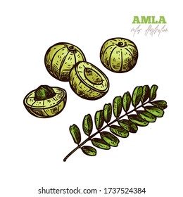 Isolated vector amla fruit or berries on white, indian fresh ripe gooseberry. Spices, condiment and food ingredient illustration. Hand drawn sketch in engraved style