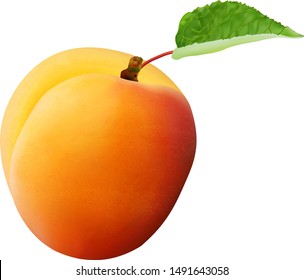 Isolated vector apricot. Fresh whole apricot fruit with leaf and half isolated on white background with clipping path
