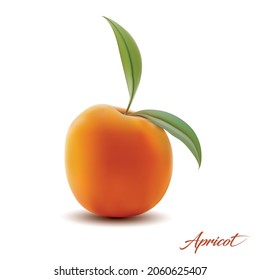 Isolated vector apricot on white background