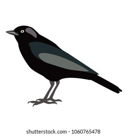Isolated vector bird on a white background