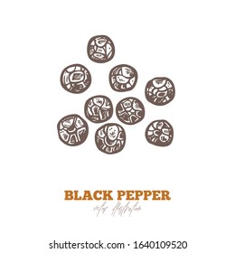 Isolated vector black pepper dry seed on white. Spices and herbs illustration. Hand drawn sketch in engraved style