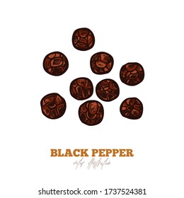 Isolated vector black pepper dry seed on white. Spices and herbs illustration. Hand drawn sketch in engraved style