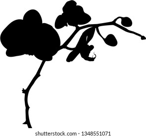 Isolated vector black silhouette of orchid phalaenopsis on white background