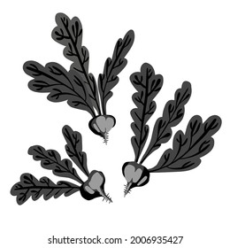 Isolated vector black and white design set of decorative abstract beetroot with leaves. The design is perfect for stickers, badges, logos, decorations, illustrations