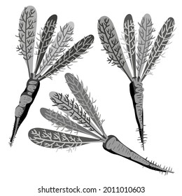 Isolated vector black and white design set of decorative abstract carrots with leaves. The design is perfect for stickers, badges, logos, decorations, illustrations