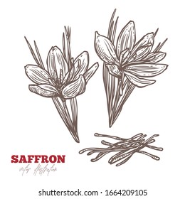 Isolated vector bloom flowers crocus and dry saffron on white. Spices, condiment and herbs vector hand drawn sketch etching botanical illustration