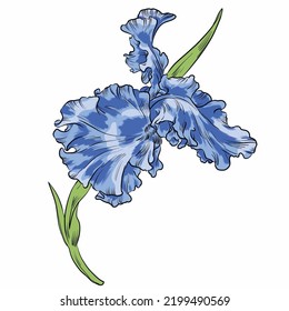 Isolated vector botanical illustration of  flower blue iris on white background.