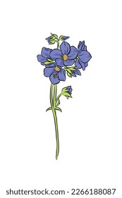 Ilustración botánica vectorial aislada de la flor morada de polemonio sobre fondo blanco.