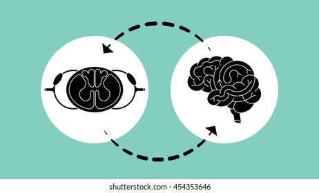 Isolated vector brain and spinal cord. Central nervous system. CNS logo, human brain for medical design.
