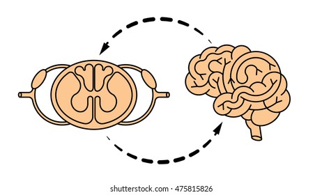 Isolated vector brain and spinal cord. Central nervous system. CNS logo, human brain for medical design.