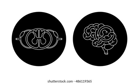 Isolated vector brain and spinal cord. Central nervous system. CNS logo, human brain for medical design.