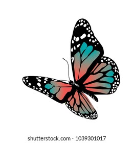 Isolated vector butterfly on a white background