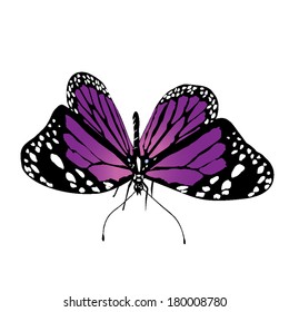 Mariposa vectorial aislada sobre un fondo blanco