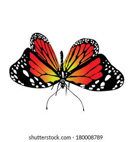 Isolated vector butterfly on a white background