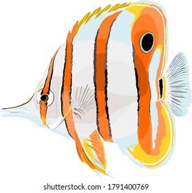Isolated vector of Copper-band butterfly-fish 