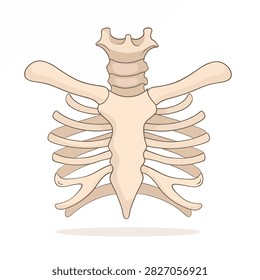 Isolated vector drawing of a human rib cage with sternum and vertebrae