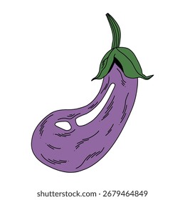 Dibujo de Vector aislado de berenjena púrpura vegetal sobre blanco