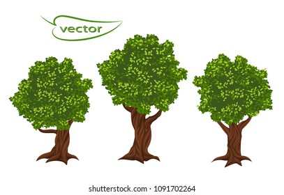 Isolated vector drawn realistic - Trees with a thick brown trunk and bright green leaves in the daytime sunlight. The set is natural.
