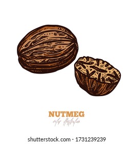 Isolated vector dry nutmeg on white. Spices sketch illustration