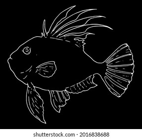 an isolated vector element of John Dory. isolated white outline on a black background with a side view with outstretched fins and tail. a hand-drawn sketch in the style of John Dorey's sea fish