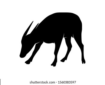 anoa images stock photos vectors shutterstock https www shutterstock com image vector isolated vector endemic animal sulawesi anoa 1560383597