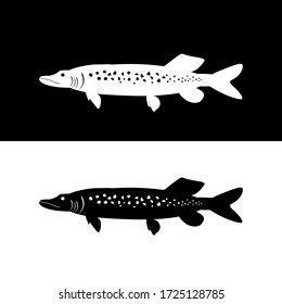 Iconos aislados de lucio de peces vectoriales en fondos blancos y negros.