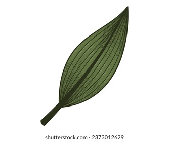 Isolated vector flat decorative tropical green leaf, sketch style.