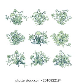 Conjunto de grupos de flores vectoriales aislados