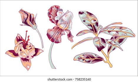 Isolated Vector Flower Elemnts