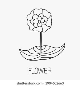 Isolated vector flower icon on white background. Floral plant symbol for luxury bohemian design and garden. Eco icon with leaves, boho emblem