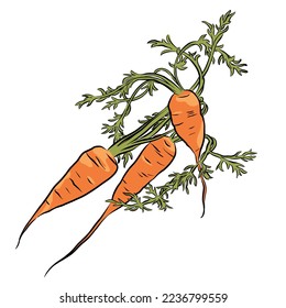 Isolated vector food illustration of garden carrots on white background.