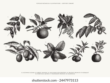 Ilustraciones aisladas de frutas y verduras de Vector: Kumquat, naranja mandarina, membrillo, sombrilla, nogal y más