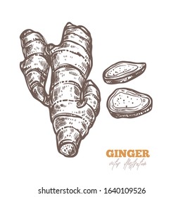 Isolated vector ginger root with slices on white. Spices illustration in sketch style. Hand drawn etching