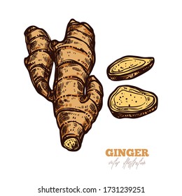 Isolated vector ginger root with slices on white. Spices illustration in sketch style. Hand drawn etching