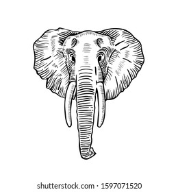 Isolated vector hand drawn elephant head illustration on white background