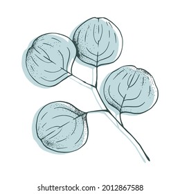 Isolated vector hand drawn Eucalyptus leaves and branches for decoration