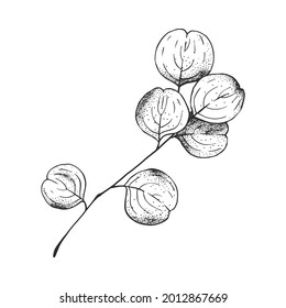 Isolated vector hand drawn Eucalyptus leaves and branches for decoration